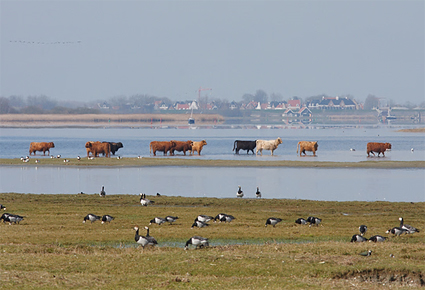 Brandganzen en Schotse Hooglanders | The Guardian