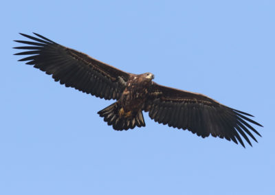 Zeearend, Haliaeetus albicilla, White-tailed eagle