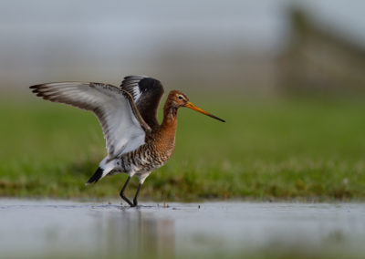 Grutto, Limosa limosa, Black-tailed godwit