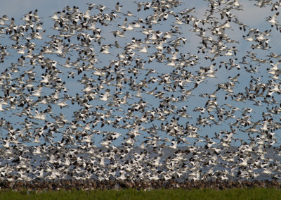 Kluut, Recurvirostra avosetta, Pied avocet