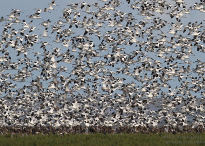 Kluut, Recurvirostra avosetta, Pied avocet