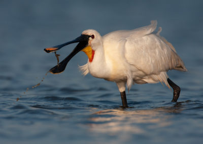 Lepelaar, Platalea leucorodia, Eurasian spoonbill