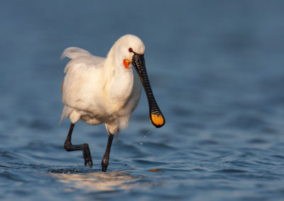 Lepelaar, Platalea leucorodia, Eurasian spoonbill | Vlieland | Waddenzee