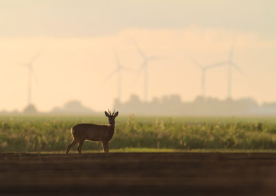 Ree, Capreolus capreolus, Roe deer