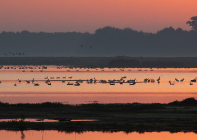 Lepelaar, Platalea leucorodia, Eurasian spoonbill