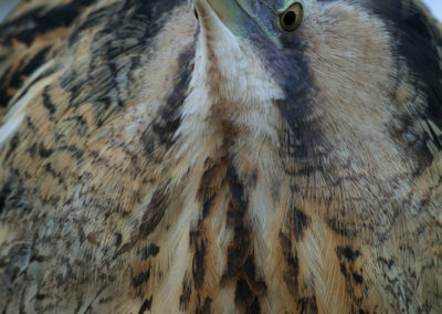 Roerdomp, Botaurus stellaris, Bittern