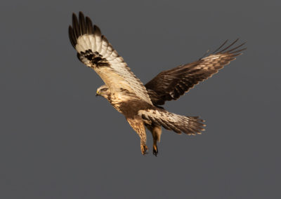 Ruigpootbuizerd, Buteo lagopus, Rough-legged buzzard