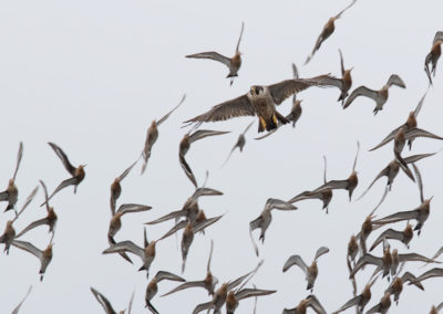 Slechtvalk, Falco peregrinus, Peregrine falcon