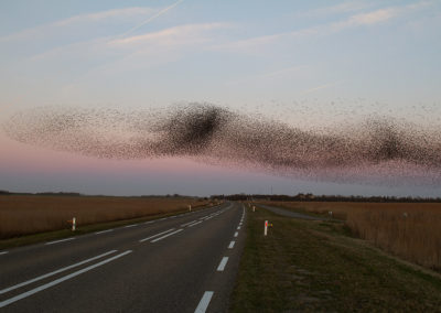 Spreeuw, Sturnus vulgaris, Starling