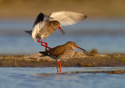 Tureluur, Tringa totanus, Common redshank