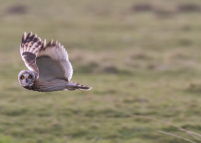 Velduil, Asio flammeus, Short-eared owl | Lauwersmeer