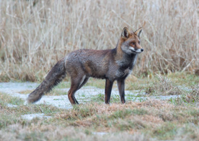 Vos, Vulpes vulpes, Red fox