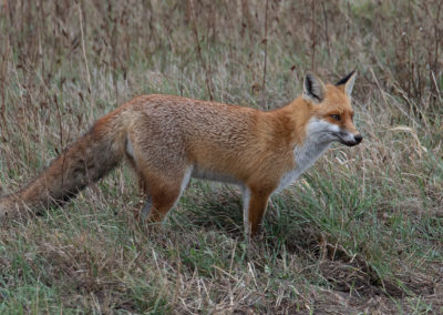 Vos, Vulpes vulpes, Red fox | Duitsland