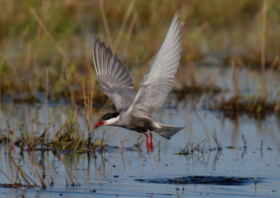 Witwangstern, Chlidonias hybrida, Whiskered tern | Dannemeer | Roegwold