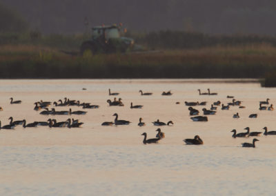 Grauwe gans, Anser anser, Greylag goose | Roegwold