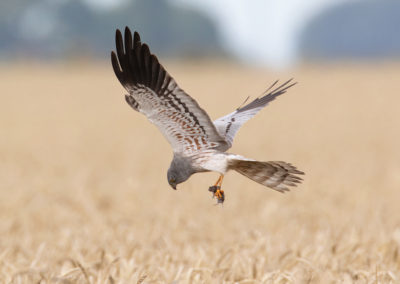 Grauwe kiekendief, Circus pygargus, Montagu’s harrier | Oost-Groningen