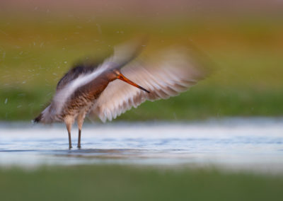 Grutto, Limosa limosa, Black-tailed godwit