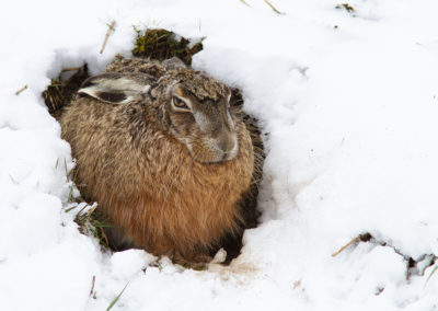 Haas, Lepus europaeus, Brown hare