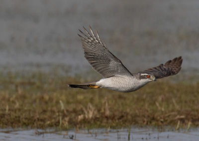 Havik, Accipiter gentilis, Northern goshawk | Koningslaagte