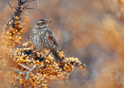 Koperwiek, Turdus iliacus, Redwing | Lauwersmeer