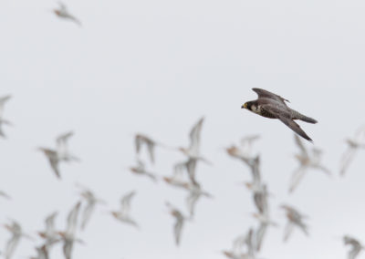 Slechtvalk, Falco peregrinus, Peregrine falcon | Koningslaagte