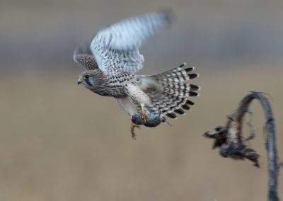 Torenvalk, Falco tinnunculus, Common kestrel