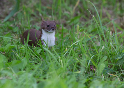 Wezel, Mustela nivalis, Least weasel