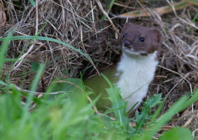 Wezel, Mustela nivalis, Least weasel | De Onlanden