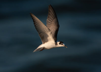 Zwarte stern, Chlidonias niger, Black Tern