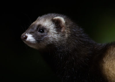 Bunzing, Mustela putorius, European polecat