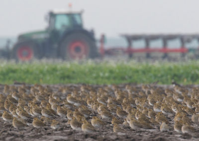 Goudplevier, Pluvialis apricaria, European golden plover