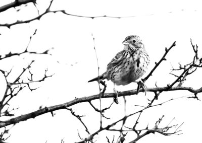 Grauwe gors, Emberiza calandra, Corn bunting