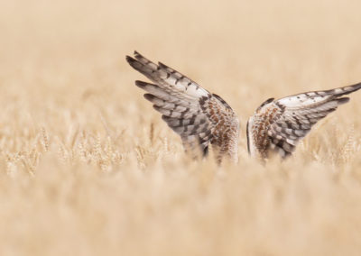 Grauwe kiekendief, Circus pygargus, Montagu’s harrier | Oldambt | Oost-Groningen