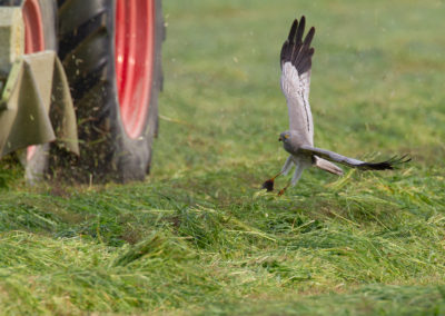 Grauwe kiekendief, Circus pygargus, Montagu’s harrier | Oost-Groningen