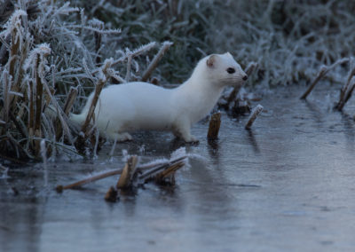 Hermelijn, Mustela erminea, Stoat