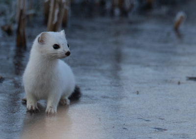 Hermelijn, Mustela erminea, Stoat | De Onlanden