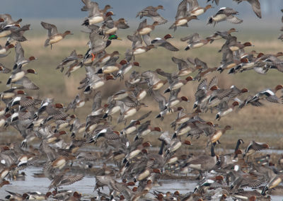 Smient, Anas penelope, Eurasian wigeon | Koningslaagte