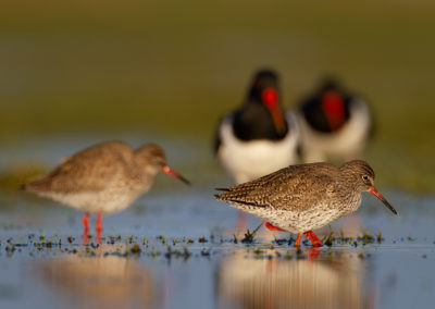 Tureluur, Tringa totanus, Common redshank | Winsumermeeden