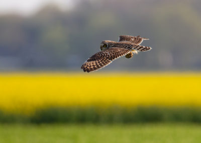 Velduil, Asio flammeus, Short-eared owl | Oost-Groningen