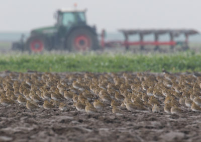 Goudplevier, Pluvialis apricaria, European golden plover | Noord-Groningen