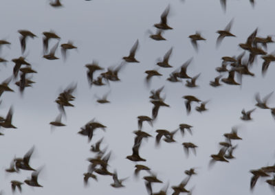 Goudplevier, Pluvialis apricaria, European golden plover | Noord-Groningen