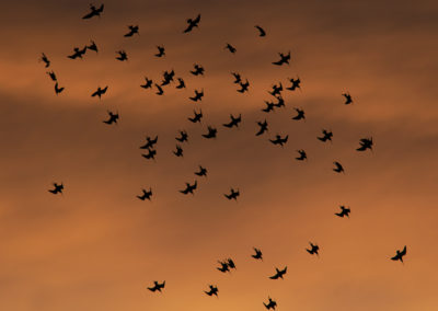 Grutto, Limosa limosa, Black-tailed godwit | Koningslaagte