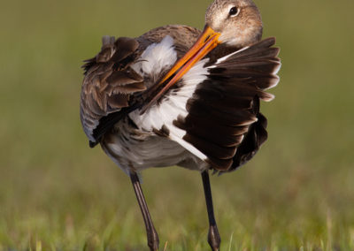 Grutto, Limosa limosa, Black-tailed godwit | Winsumermeeden