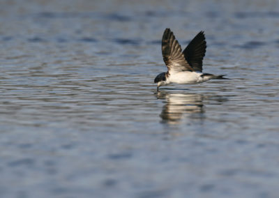 Huiszwaluw, House martin, Delichon urbica | Finsterwolde