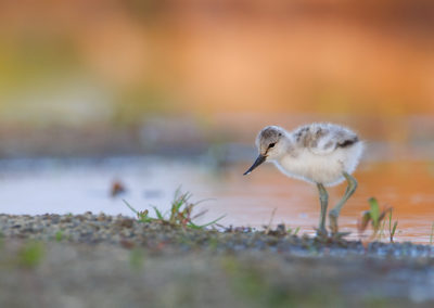 Kluut, Recurvirostra avosetta, Pied Avocet | Winsumermeeden