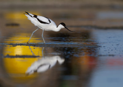 Kluut, Recurvirostra avosetta, Pied Avocet | Winsumermeeden