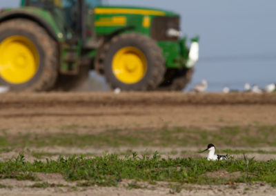 Kluut, Recurvirostra avosetta, Pied Avocet | Winsumermeeden