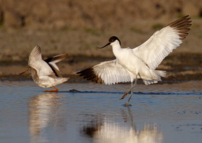 Kluut, Recurvirostra avosetta, Pied Avocet | Winsumermeeden