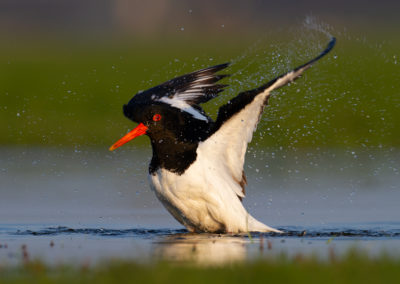 Scholekster, Haematopus ostralegus, Oystercatcher