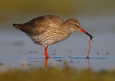 Tureluur, Tringa totanus, Common redshank | Winsumermeeden